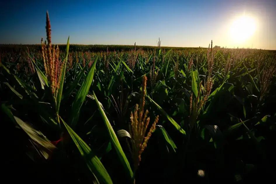 Indenizações em seguro de crédito crescem 220% no primeiro semestre de 2025