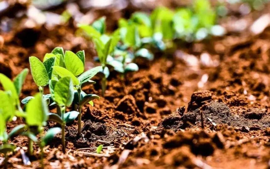 Brasilseg e Reg.IA: Parceria Inovadora para Seguros na Agricultura Regenerativa