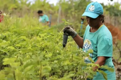 Reforma tributária e seus impactos no seguro rural brasileiro Reforma tributária e seus impactos no seguro rural brasileiro