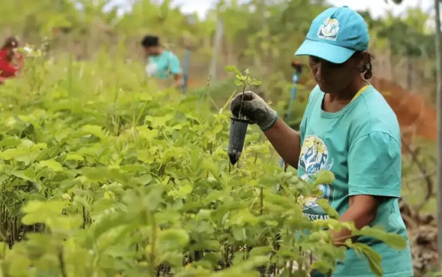 Reforma tributária e seus impactos no seguro rural brasileiro